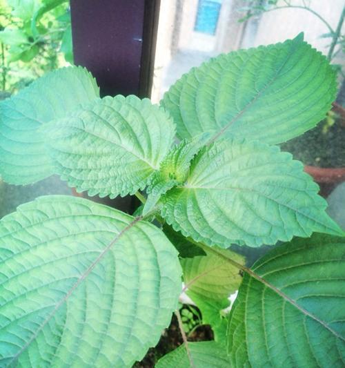 紫苏的最佳种植季节是什么时候？紫苏的生长习性如何？