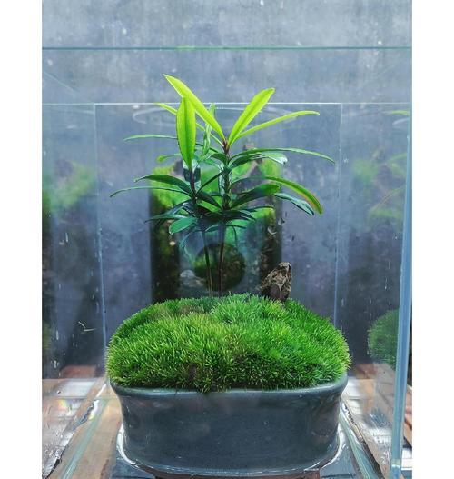 苔藓如何养殖？苔藓的养殖技巧和常见问题解答？