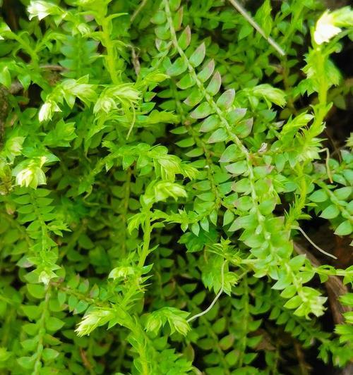 苔藓如何养殖？苔藓的养殖技巧和常见问题解答？
