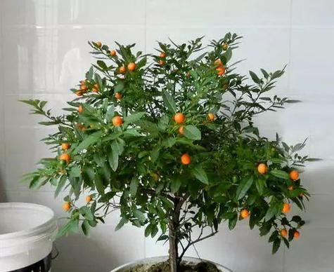 珊瑚豆的植物学特性是什么？珊瑚豆的用途有哪些？
