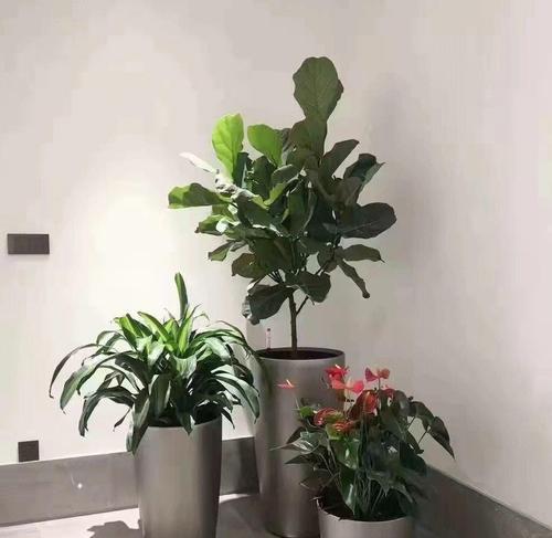 办公室绿植养护的要点有哪些？