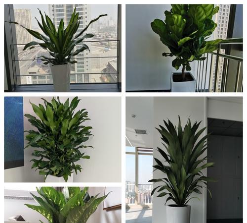 办公室绿植养护的要点有哪些？