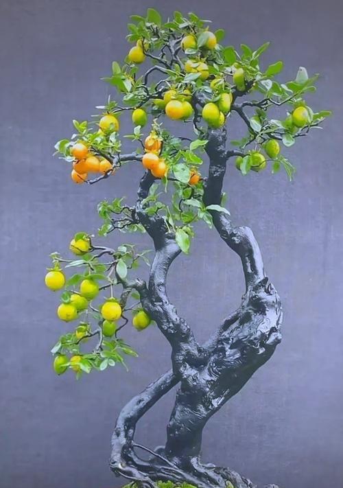 有哪些树可以做盆景？适合盆景制作的树种有哪些？