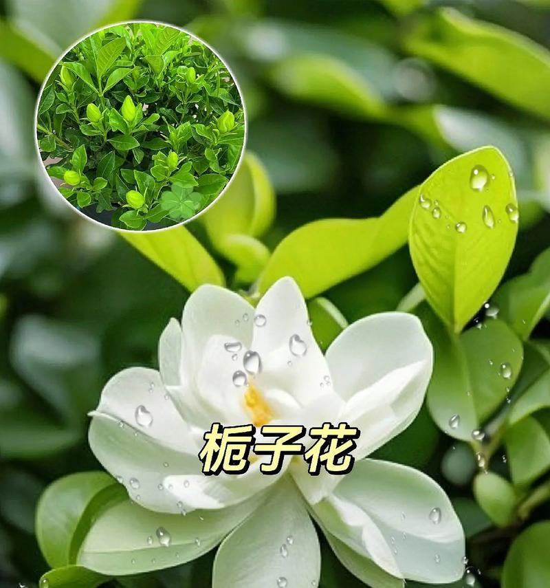 盆栽栀子花的养护要点？