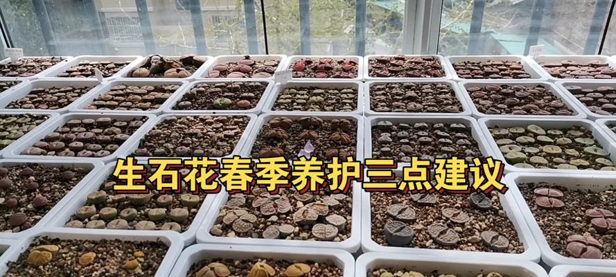 生石花发芽后的养护方法是什么？