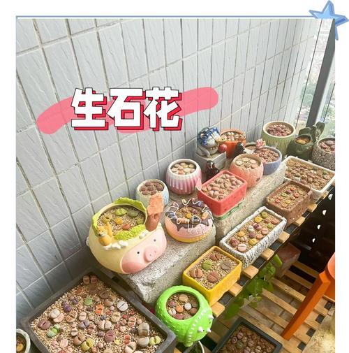 生石花发芽后的养护方法是什么？