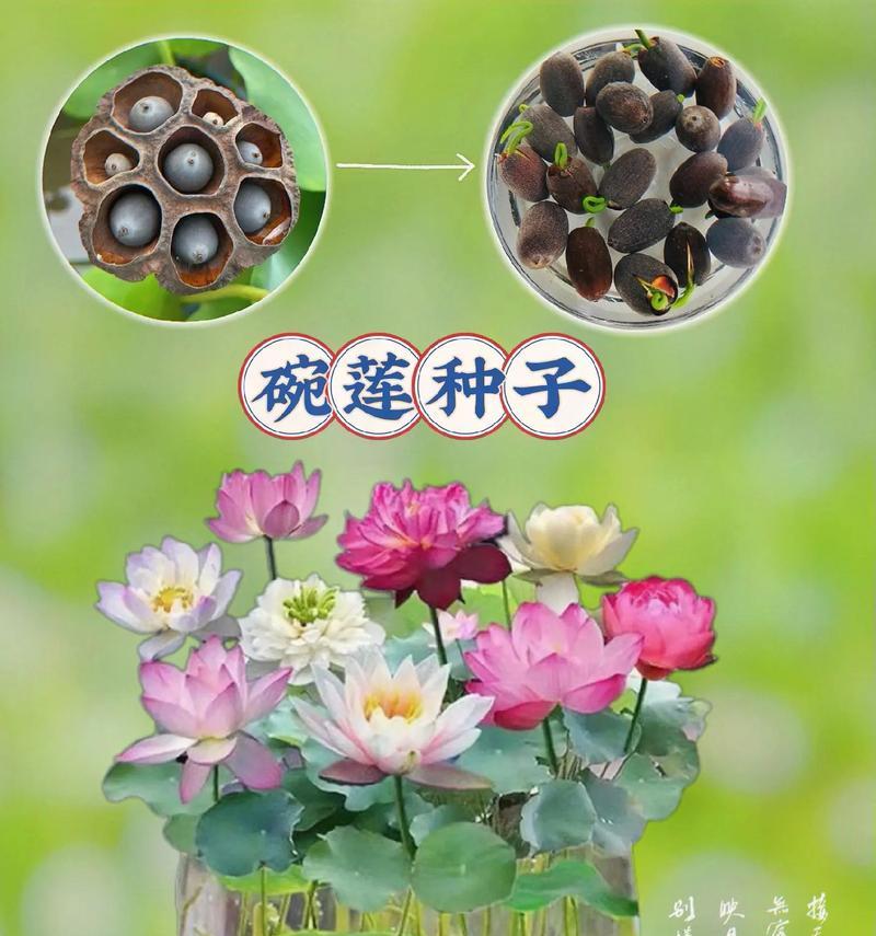 碗莲开花需要什么条件？如何促进碗莲开花？