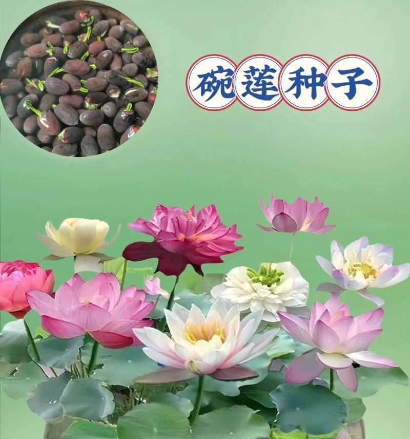 碗莲开花需要什么条件？如何促进碗莲开花？