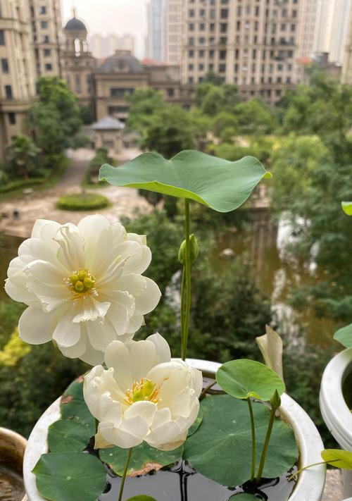 碗莲开花需要什么条件？如何促进碗莲开花？