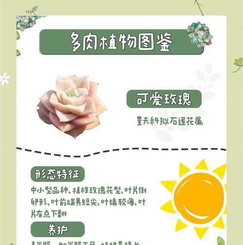 如何养出健康的玫瑰？