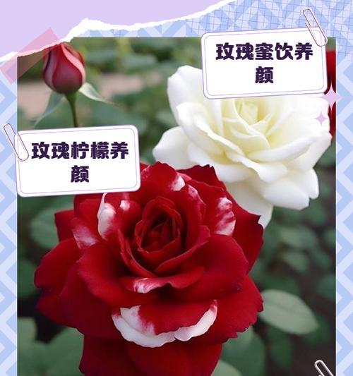如何养出健康的玫瑰？