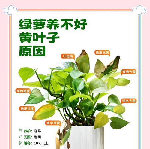 绿箩盆栽设计有哪些创意方法？