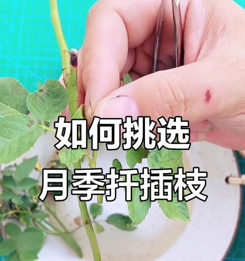 月季的繁殖方法有哪些？怎样才能成功繁殖月季？
