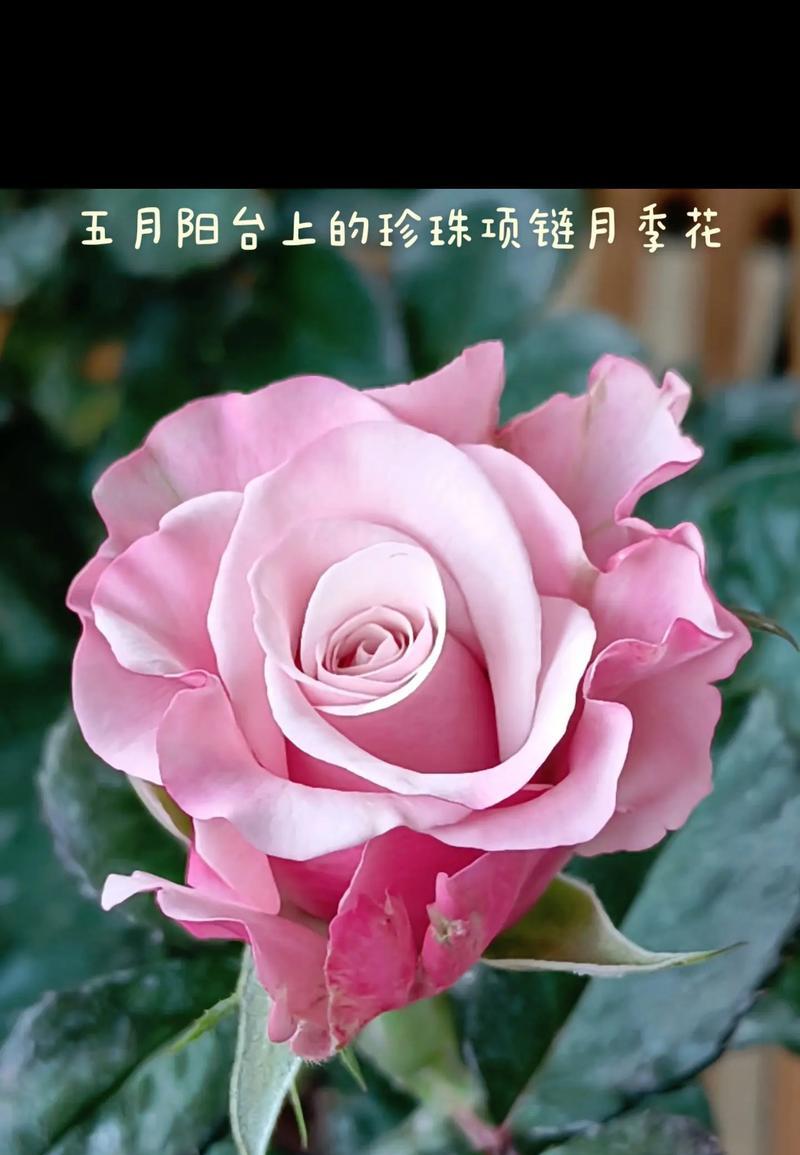 月季的繁殖方法有哪些？怎样才能成功繁殖月季？