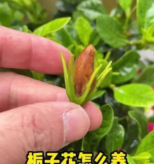 栀子花剪枝技巧有哪些？如何剪枝栀子花？