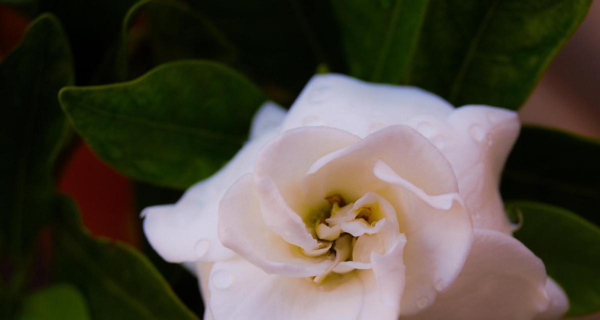 栀子花属于什么植物？栀子花的特性有哪些？
