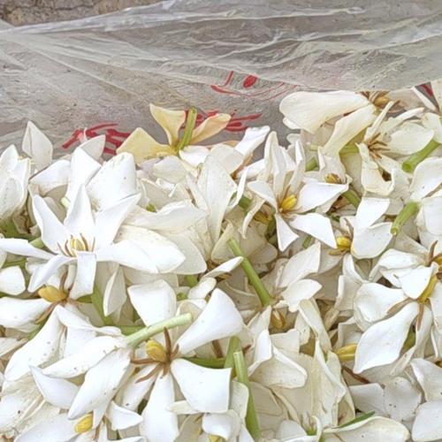栀子花属于什么植物？栀子花的特性有哪些？