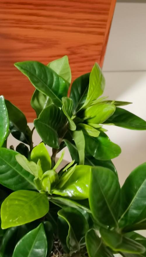 栀子花属于什么植物？栀子花的特性有哪些？