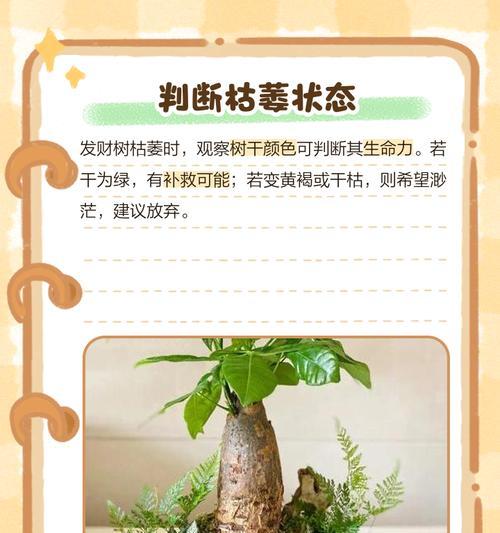发财树根部干燥的原因及解决方法是什么？