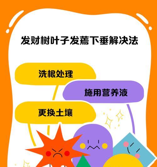 发财树根部干燥的原因及解决方法是什么？