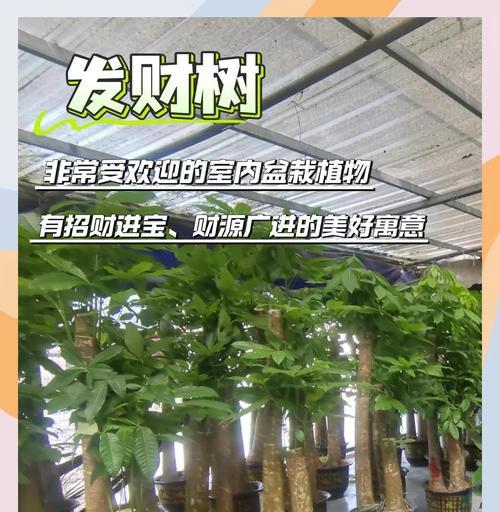发财树根部干燥的原因及解决方法是什么？
