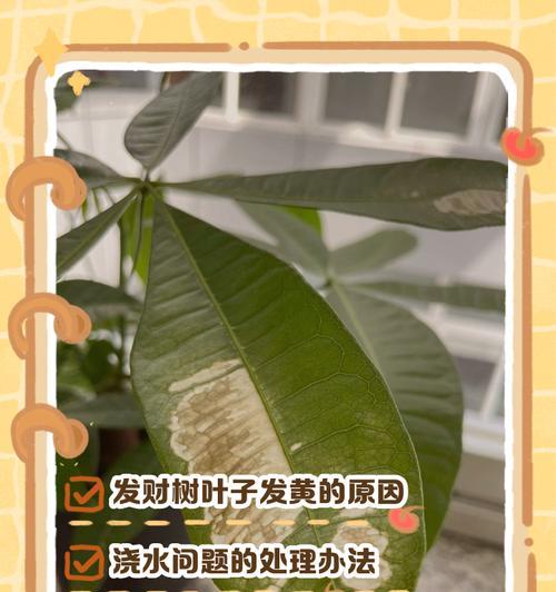 万年青叶片变黄的解决方法是什么？