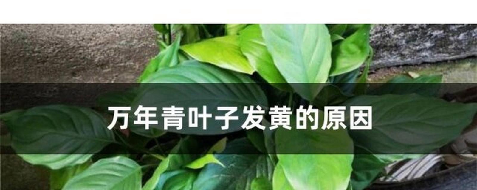 万年青叶片变黄的解决方法是什么？