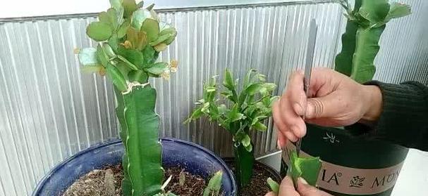 蟹爪莲修剪的最佳时机是什么时候？修剪后如何促进恢复？
