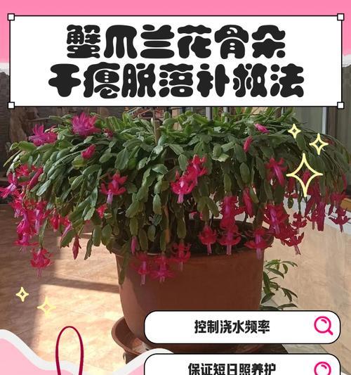 蟹爪莲修剪的最佳时机是什么时候？修剪后如何促进恢复？