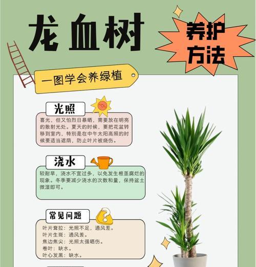 龙血树修剪步骤是什么？如何修剪更美观？