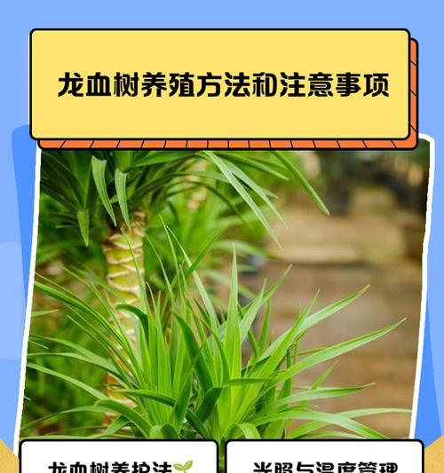 龙血树修剪步骤是什么？如何修剪更美观？