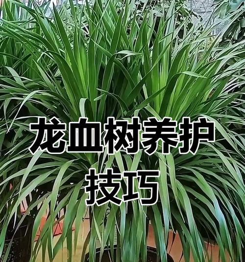 龙血树修剪步骤是什么？如何修剪更美观？