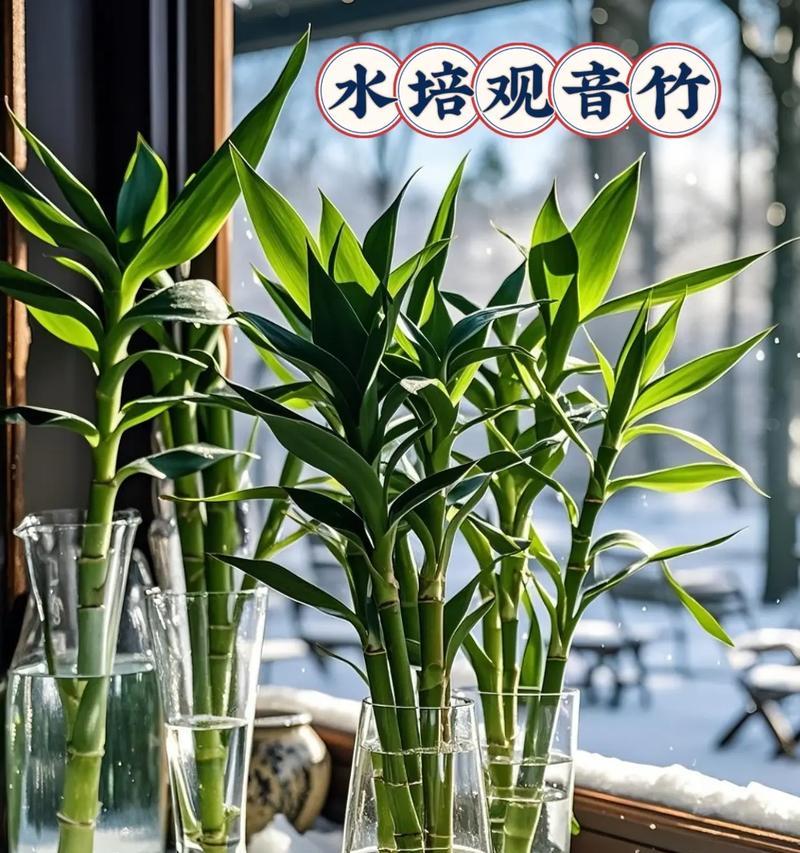 水培观音竹分株方法是什么？