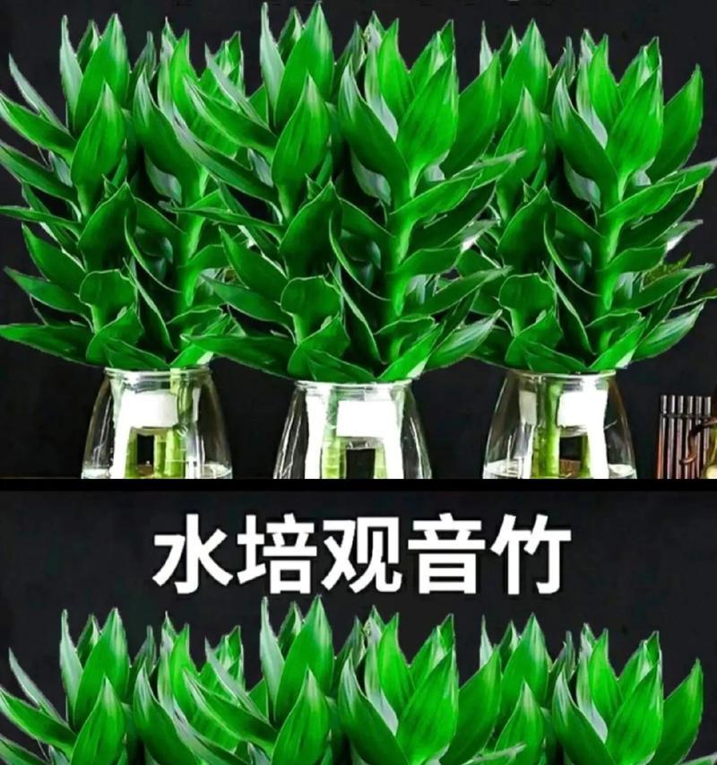 水培观音竹分株方法是什么？