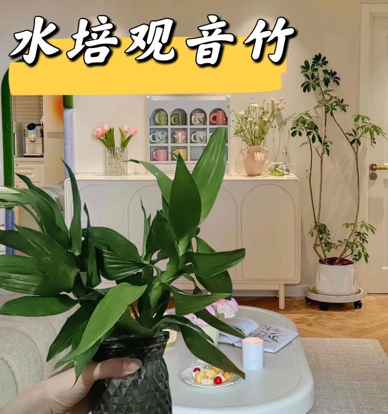 水培观音竹分株方法是什么？