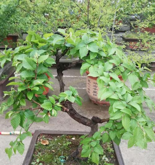 榆树品种有哪些？榆树的种植和养护技巧是什么？