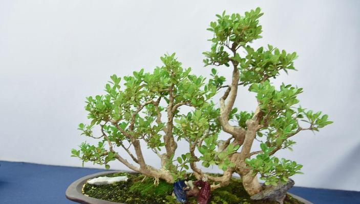 榆树品种有哪些？榆树的种植和养护技巧是什么？