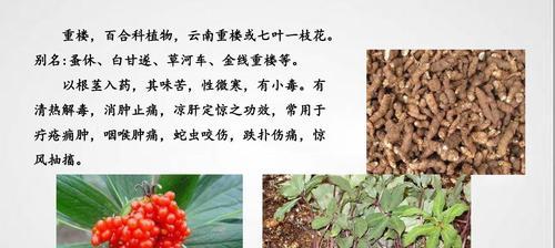 七叶一枝花用什么肥料？七叶一枝花的施肥技巧和注意事项是什么？