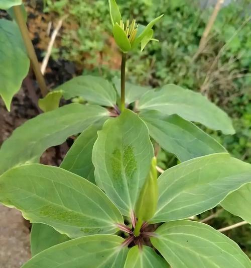 七叶一枝花用什么肥料？七叶一枝花的施肥技巧和注意事项是什么？