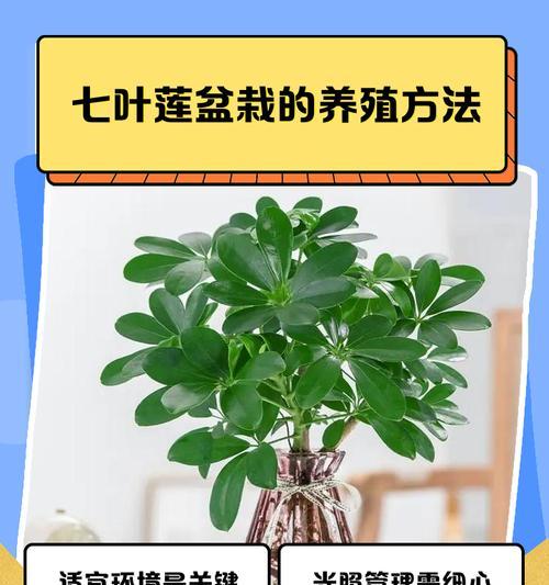 七叶一枝花用什么肥料？七叶一枝花的施肥技巧和注意事项是什么？