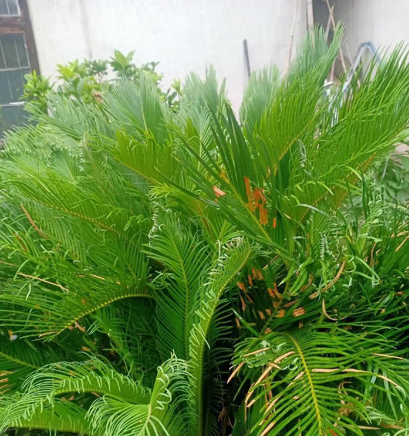 铁树养殖需要注意什么？如何使其生长得更加茂盛？
