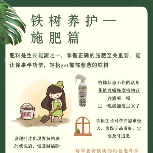 铁树养殖需要注意什么？如何使其生长得更加茂盛？