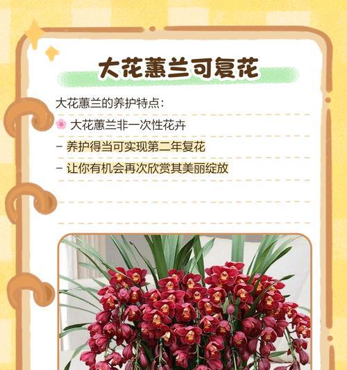大的花有哪些品种？如何识别不同种类的大花？