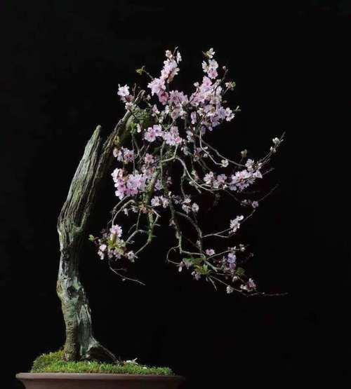 梅花什么时候发芽？梅花的生长周期和养护要点是什么？