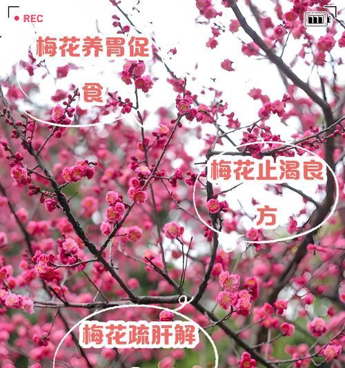 梅花什么时候发芽？梅花的生长周期和养护要点是什么？