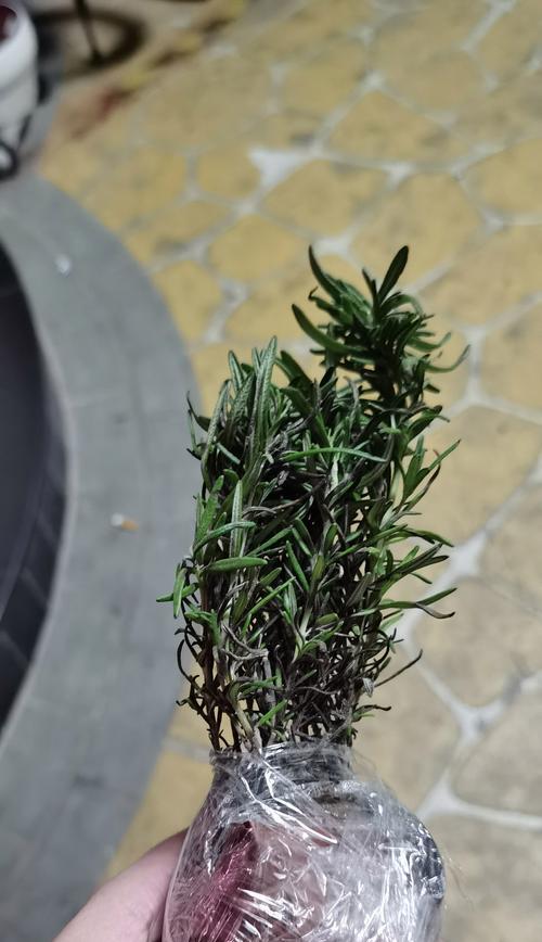 迭迭香的正确养护方法是什么？