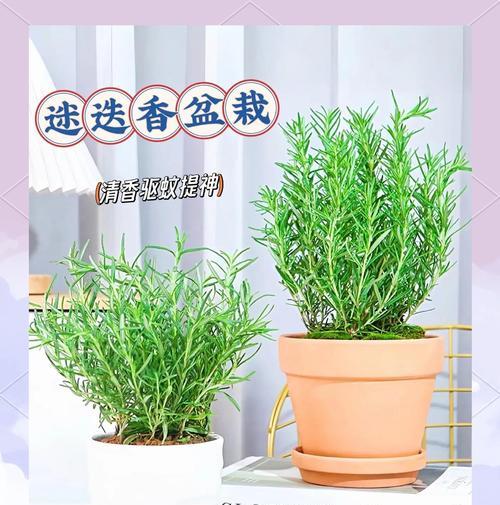 迭迭香的正确养护方法是什么？