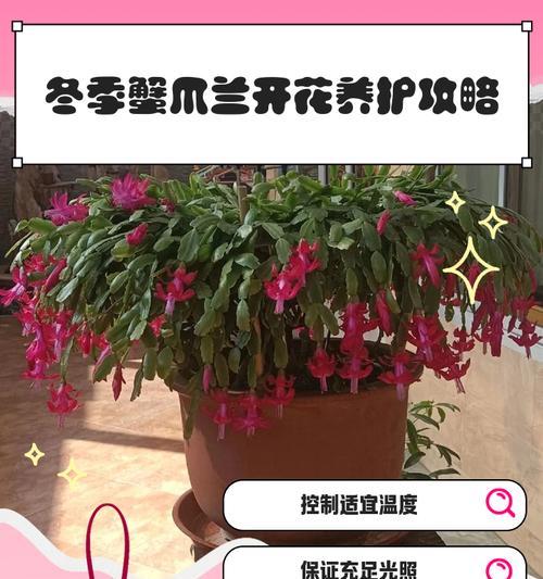 家庭中蟹爪兰的养殖方法有哪些？