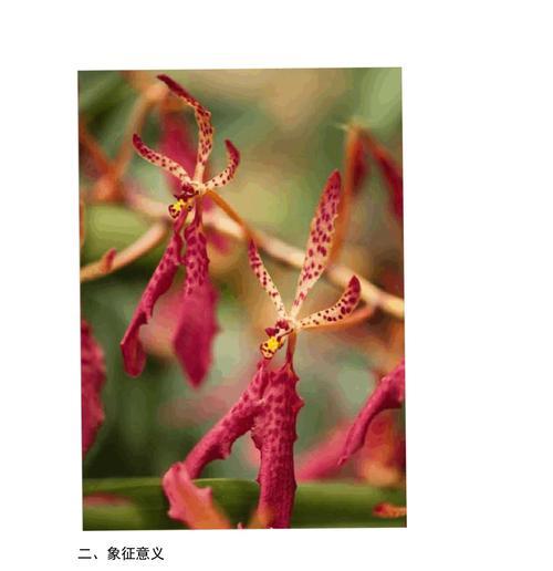 欧月的花语及其象征意义是什么？