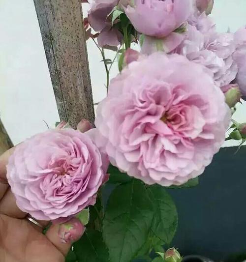 欧月的花语及其象征意义是什么？